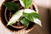Anadendrum latifolium variegata